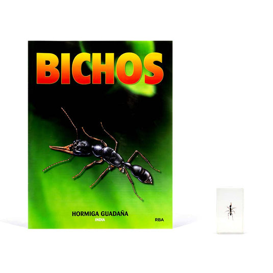 Bichos, Edición #14