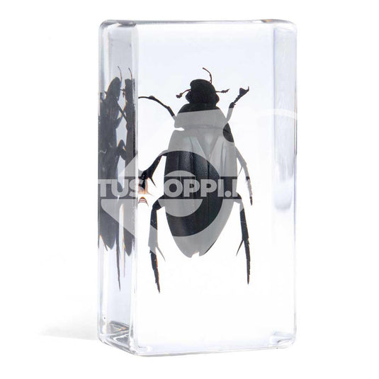 Bichos, Edición #52