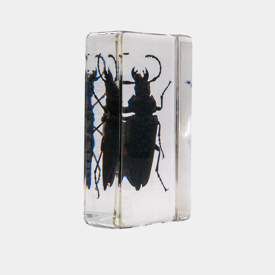 Bichos, Edición #73