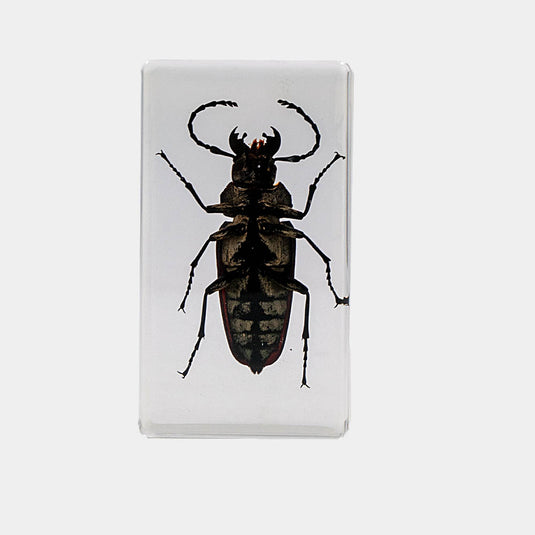 Bichos, Edición #73