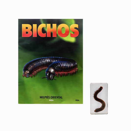 Bichos, Edición #80