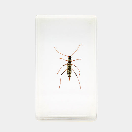 Bichos, Edición #75