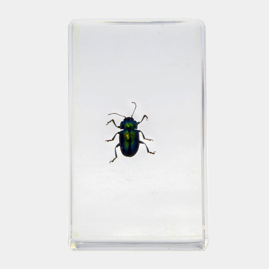 Bichos, Edición #72