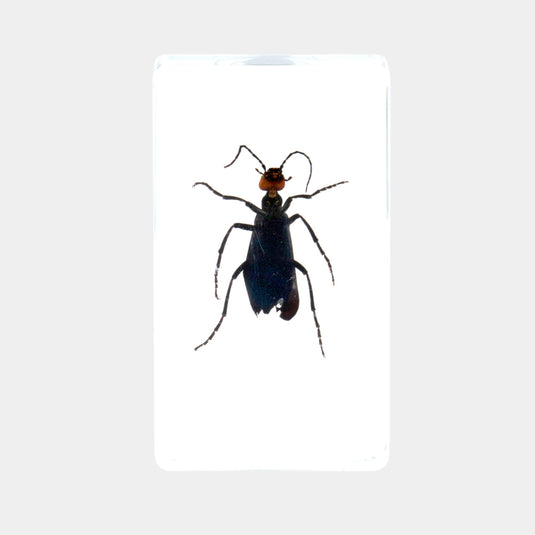Bichos, Edición #78