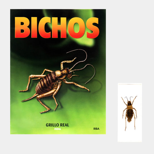 Bichos, Edición #86